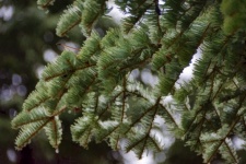 Pine Tree Branches In Winter