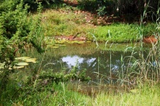 Informal Pond With Water Lilies