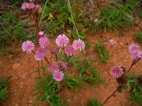 Invasive Pink Pom-pom Weed
