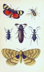 Beetle Butterflies Art Vintage