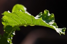 Kale Leaf In Sunlight With Thread