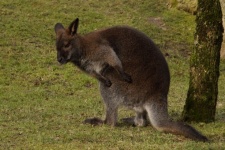 Kangaroo Animal Portrait Photo