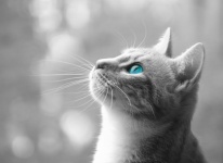 Cat Blue Eyes Kitten