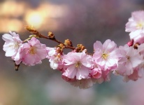 Cherry Blossom Branch Flowers Blossoms