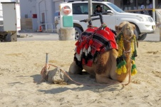 Kneeling Camel At Gas Station