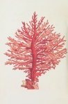 Coral Mediterranean Vintage Art