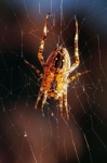 Garden Spider Cobweb Macro Photo