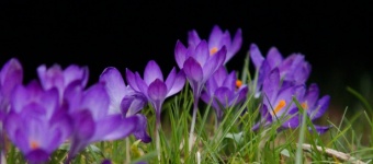 Crocus Flowers Blossoms Spring
