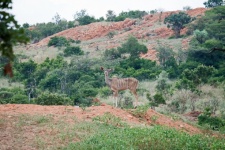 Kudu Cow On The Edge Of An Embankme
