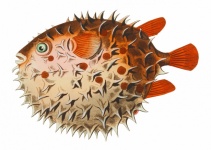 Puffer Fish Vintage Art