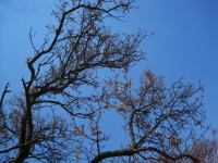 Large Branches With Dry Leaves