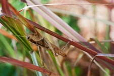 Large Brown Grasshopper On Plant