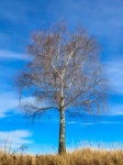 Leafless Birch Tree