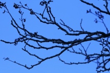 Leafless Japanese Raisin Tree