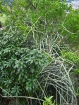 Leafless Succulent Climber