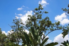 Leaves Of Giant Strelitzia