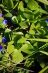 Leaves Of Succulent Plant In Sun