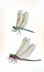 Dragonfly Vintage Art Old