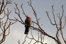 Light On Wild Ring-necked Dove