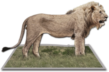 Lion Standing 3d