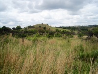 Long Bleached Grass With A Hill