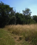 Long Seeding Grass In A Field