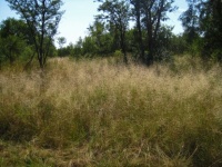 Long Seeding Grass In A Field