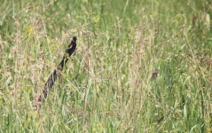 Long-tailed Widow Bird In Grass