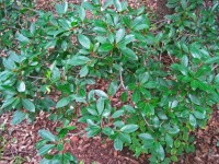 Low Branches With Dark Green Leave