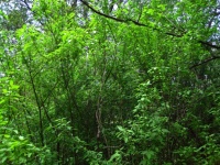 Lush Green Foliage On Young Trees