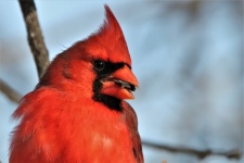 Male Cardinal Close-up Background