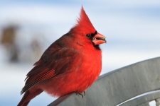 Male Cardinal On Bench Close-up