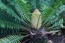 Male Seed Cone On A Cycad