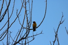 Male Yellow Southern Masked Weaver