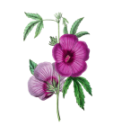Mallow Flower Vintage Painting