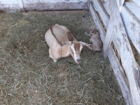 Mama Goat An Baby