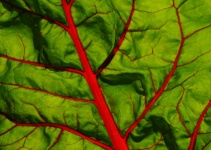 Chard Leaf Vegetable Salad