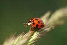 Ladybug Beetle Macro Photo
