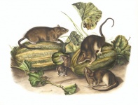 Mouse Rat Vintage Art