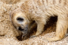 Meerkat Digging