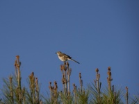 Mockingbird Perched