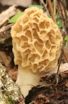Morel Mushroom Close-up Portrait
