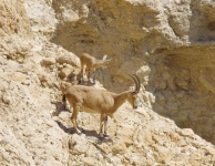 Mountain Ibex With Twin Babies