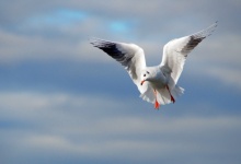 Seagull Bird Flying Sky