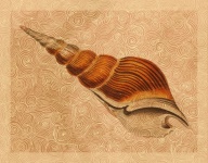 Seashell Waves Poster Vintage