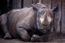 Rhinoceros Animal Photography Zoo