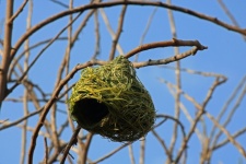 New Weaver&039;s Nest On A Bent Branch