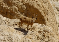 Nubian Ibex In Israel