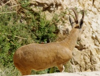 Nubian Ibex Turning Her Back