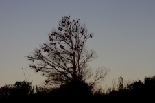 Old Pine Tree Silhouette